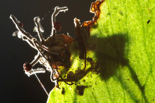 Illustration for article titled The mind-controlling infection that makes ants always bite at noon